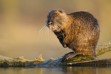 Nutria Myocastor coypus