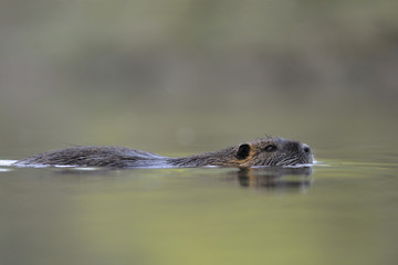 Nutria Myocastor coypus