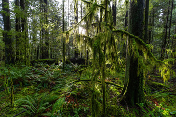 Fototapeta premium Beautiful Scenic View of the Green and Vibrant Rain Forest during a sunny day after rain fall in wintertime. Taken in Lynn Canyon Park, North Vancouver, British Columbia, Canada.
