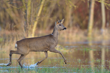 Reh Capreolus capreolus