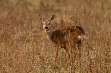 Reh Capreolus capreolus