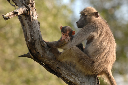 Pavian Papio cynocephalus