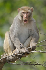 Rhesusaffe Macaca mulatta