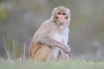 Rhesusaffe Macaca mulatta