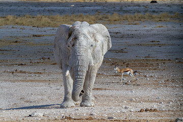 Elefant,  Etosha-Nationalpark