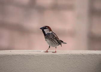 passer domesticus in a wall