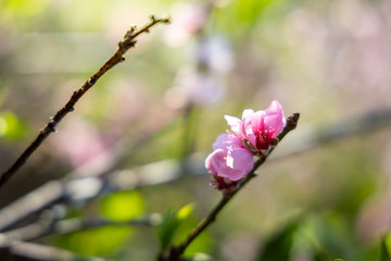 Sakura flowers blooming blossom in Chiang Mai, Thailand