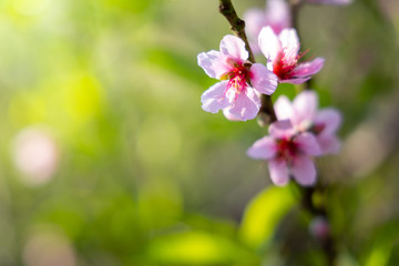 Sakura flowers blooming blossom in Chiang Mai, Thailand