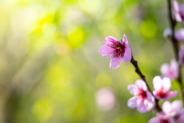 Sakura flowers blooming blossom in Chiang Mai, Thailand