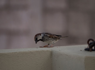 passer domesticus in a wall