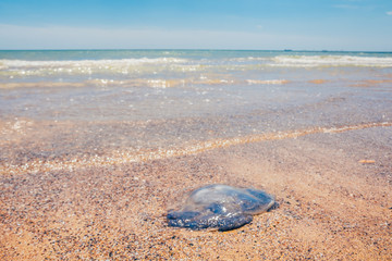dead Rhopilema nomadica jellyfis © Valeriysurujiu