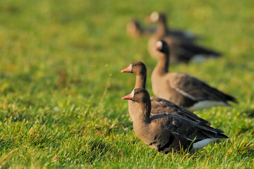 Blaessgans Anser albifrons