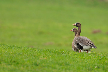 Blaessgans Anser albifrons