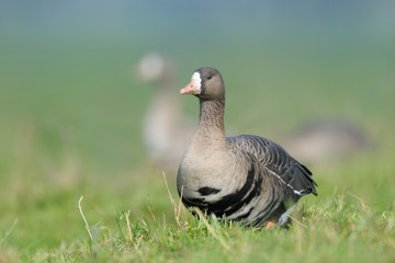 Blaessgans Anser albifrons