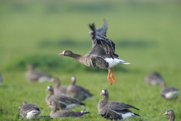 Blaessgans Anser albifrons