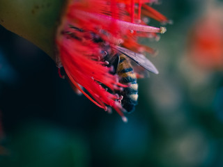 Obraz na płótnie Canvas Bee on a flower