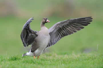 Blaessgans Anser albifrons