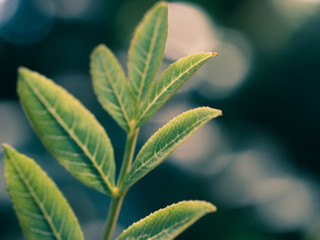 green leaves of a tree