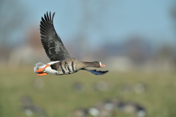 Blaessgans Anser albifrons