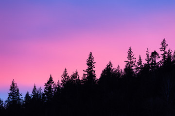 Trees with pink sunset