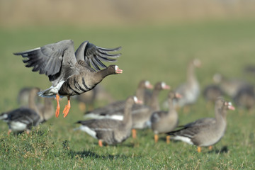 Blaessgans Anser albifrons