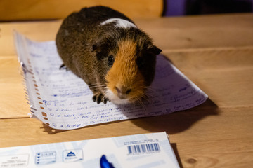 Guinea Pig, pet animal on the table on my homework and notes. Brown, camel and white collored curious agouti Guinea Pig in the evening, eyes in focus
