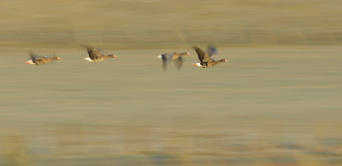 Blaessgans Anser albifrons