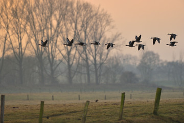 Blaessgans Anser albifrons