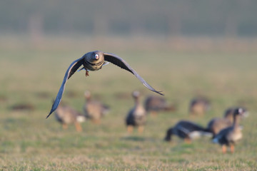 Blaessgans Anser albifrons