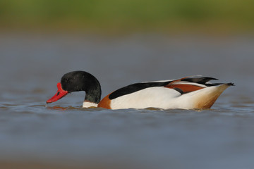 Brandgans Tadorna tadorna