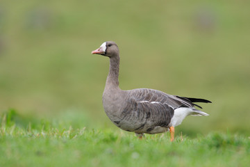 Blaessgans Anser albifrons