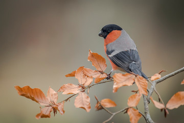 Eurasian bullfinch perched on a branch with unfocused background