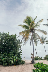 Fototapeta premium Wedding and palm trees by the beach