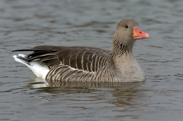 Graugans Anser anser