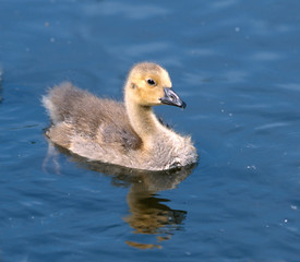 Kanadagans Branta canadensis