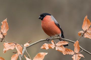 Eurasian bullfinch perched on a branch with unfocused background