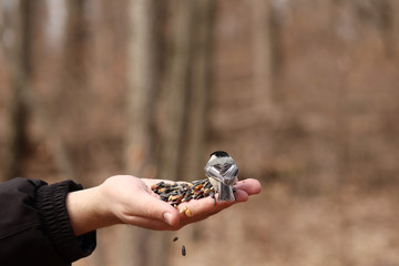 Back-view of a feeding Chickadee