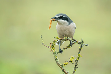 shout gray shrike perched on a hawthorn branch eating a worm