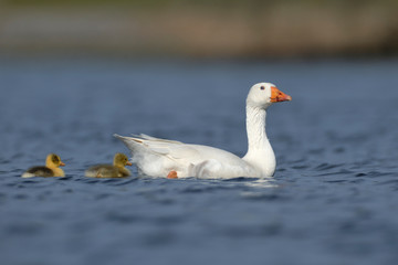Verwilderte Hausgans