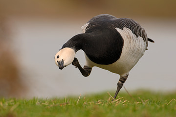 Weisswangengans Branta leucopsis