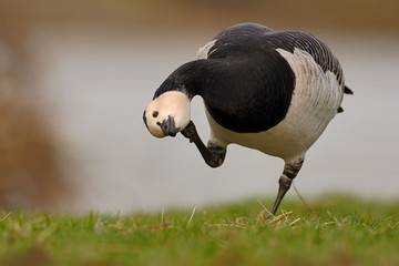 Weisswangengans Branta leucopsis