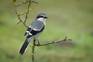 shout gray shrike perched on a hawthorn branch eating a worm