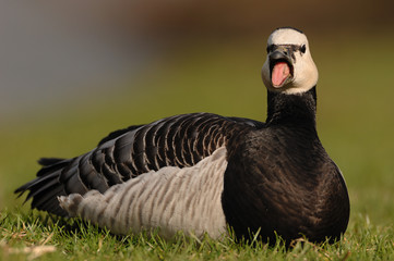 Weisswangengans Branta leucopsis