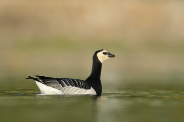 Weisswangengans Branta leucopsis