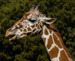 Giraffe Head Shot