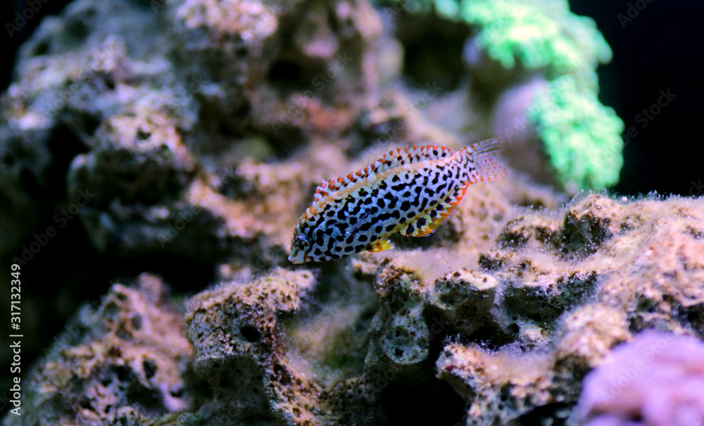 Wall mural Female black spotted Leopard Wrasse  - (Macropharyngodon meleagris)