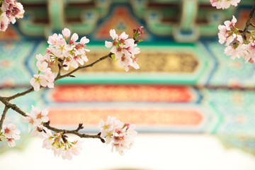 Cherry blossoms are in full bloom at Tianyuan temple, Taipei, Taiwan