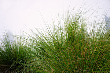 Ornamental grass against white wall.