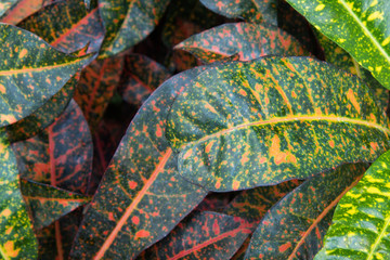 Croton Leaves