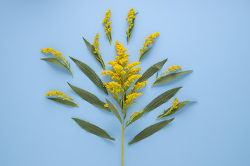 Flat lay arrangement of yellow flowers on blue background.
